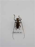 藏品(蘭嶼縱條長角天牛)的圖片